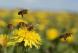 George Eustice MP gives go-ahead for bee killing pesticide